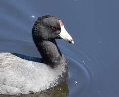 Image of Fulica Linnaeus 1758