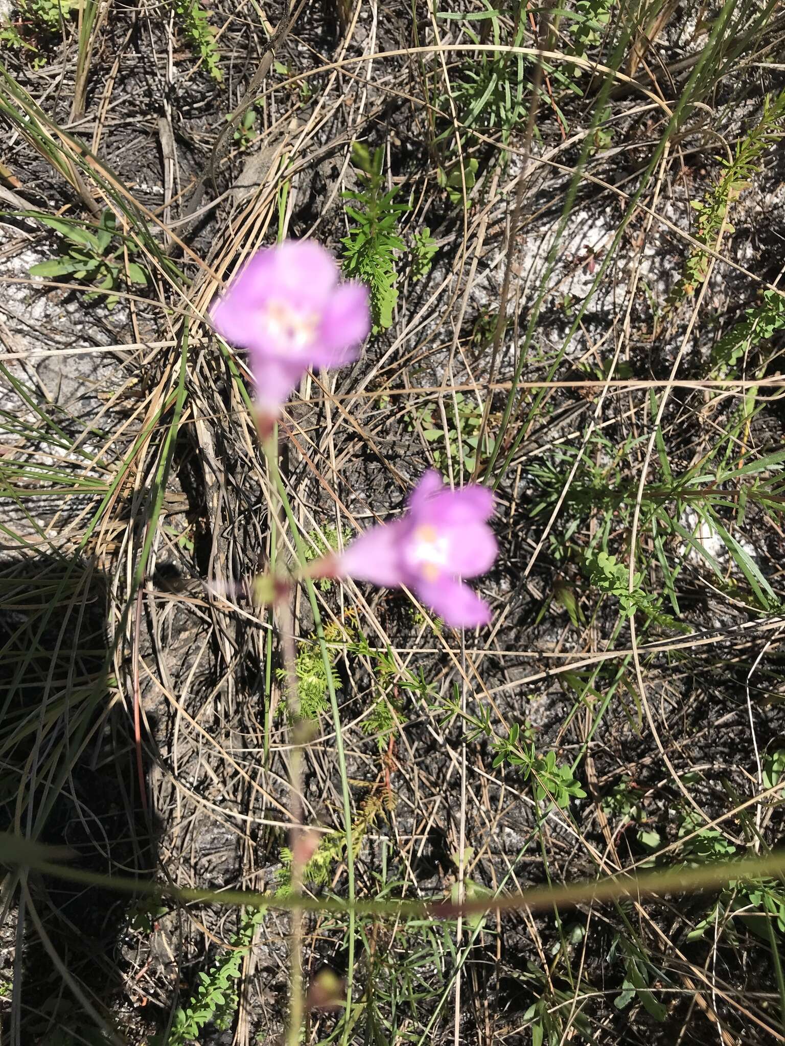 Image of coastal plain false foxglove