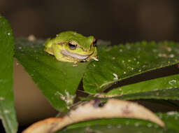 Ranoidea pearsoniana (Copland 1961)的圖片