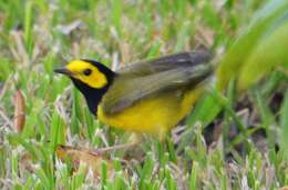 Image of Hooded Warbler