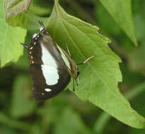 Image of Polyura arja Felder 1866