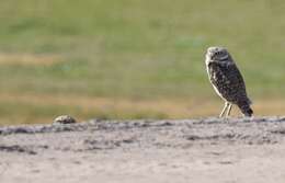 Image of Burrowing Owl