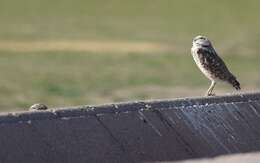 Image of Burrowing Owl