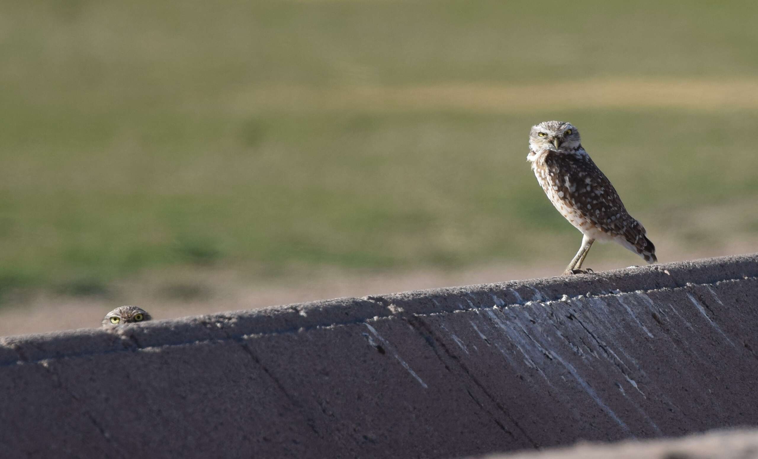 Image of Burrowing Owl