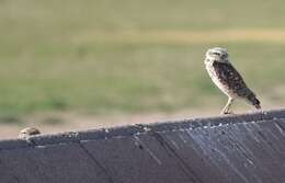 Image of Burrowing Owl