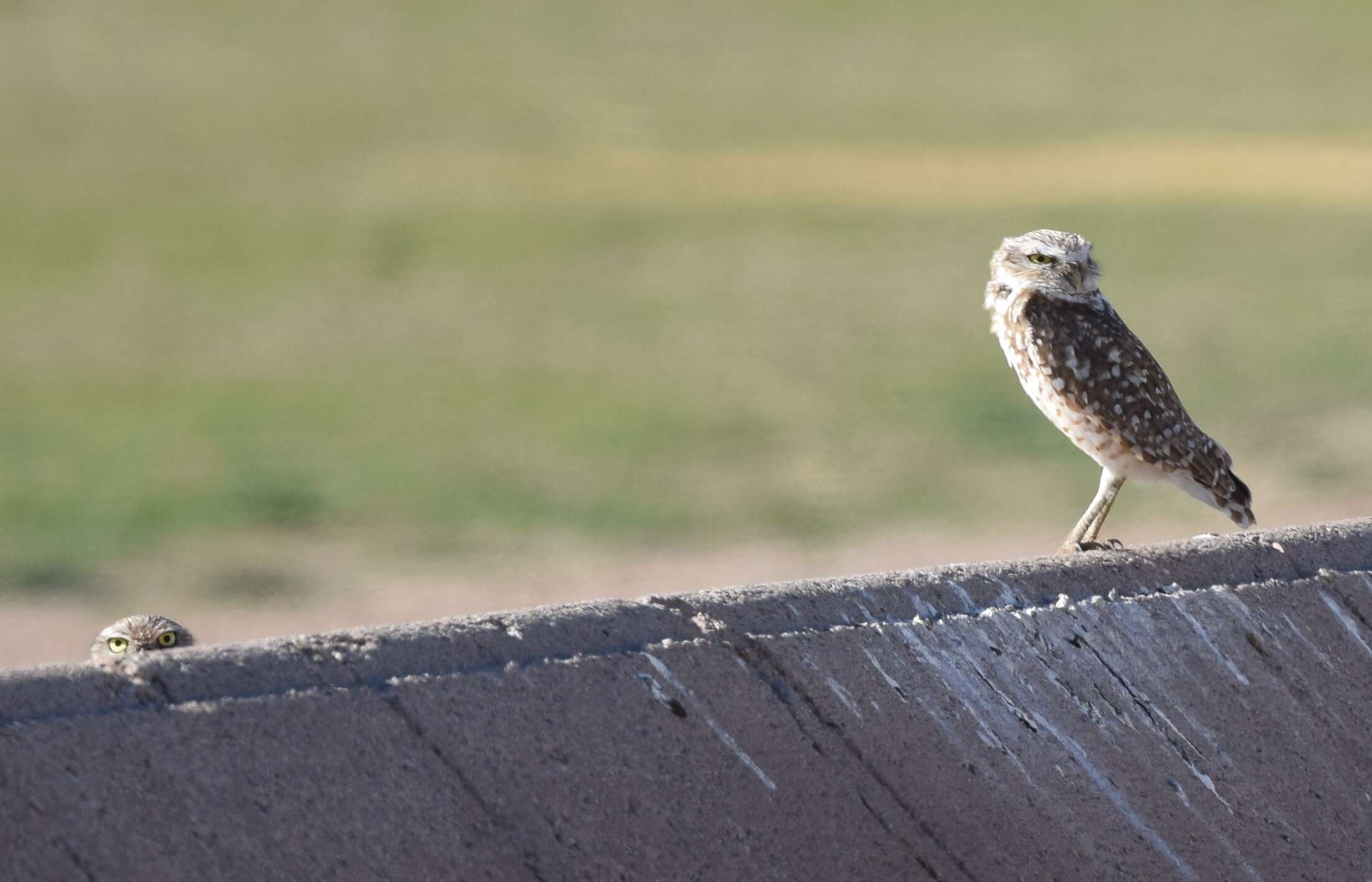 Image of Burrowing Owl