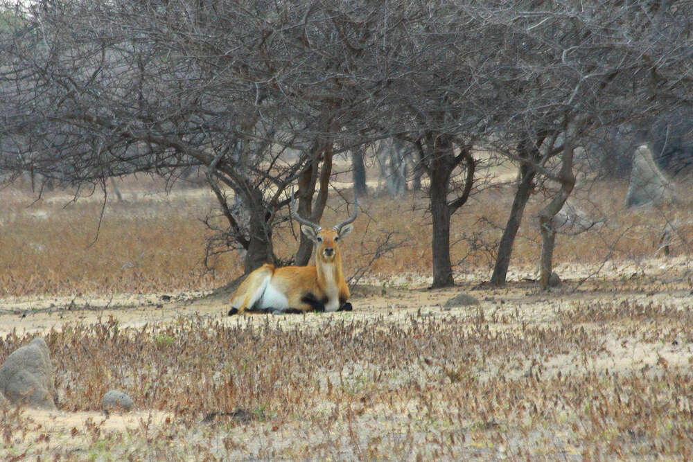 Image of Kafue Lechwe