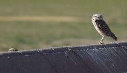 Image of Burrowing Owl