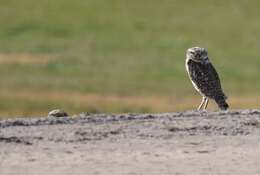 Image of Burrowing Owl