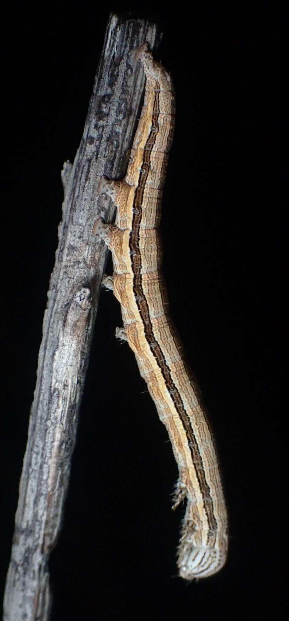 Image of Abbreviated Underwing Moth