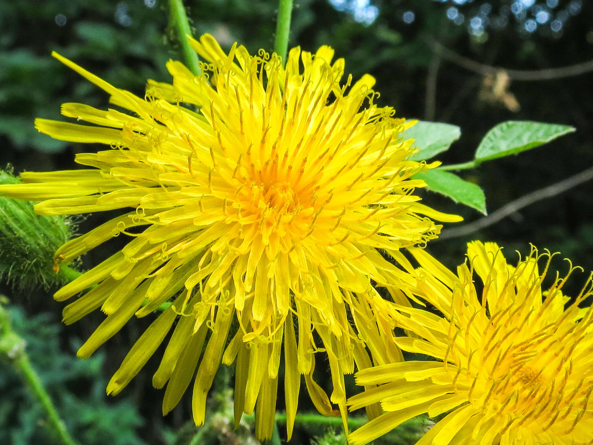 Plancia ëd Sonchus arvensis L.