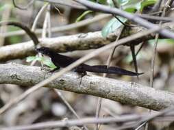 Image of Sagua de Tanamo  Anole