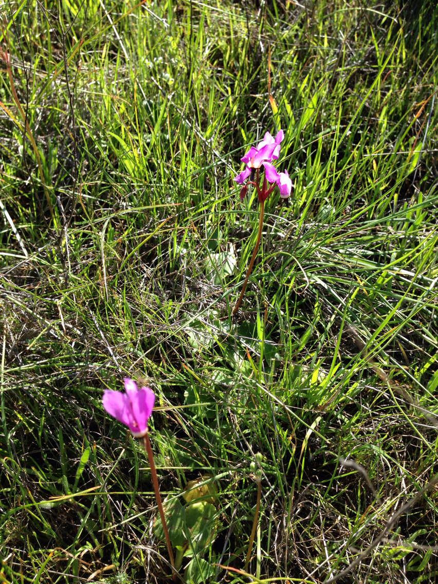 Imagem de Dodecatheon hendersonii subsp. hendersonii