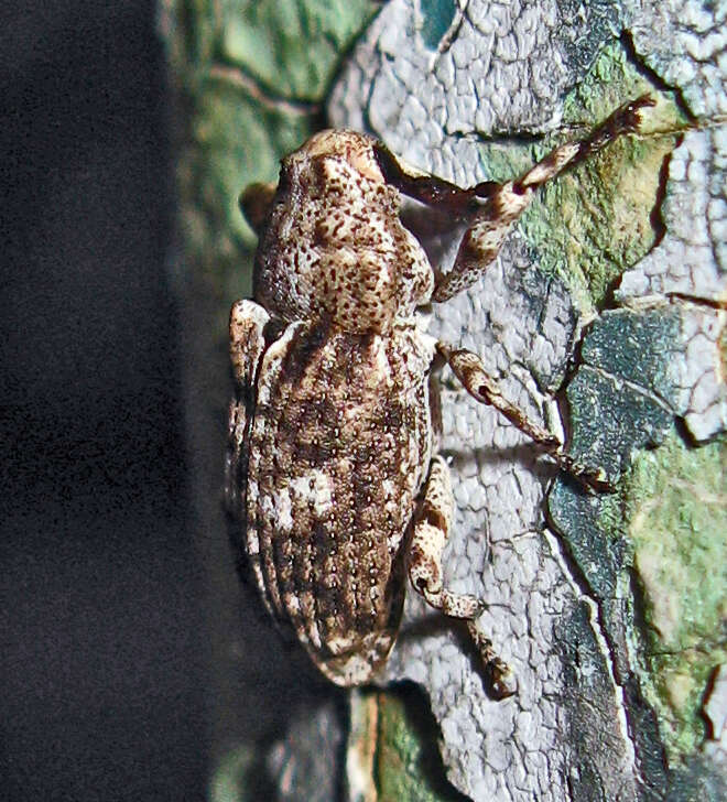 Image of Gasterocercus depressirostris (Fabricius & J. C. 1792)