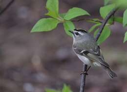 Image of Golden-crowned Kinglet