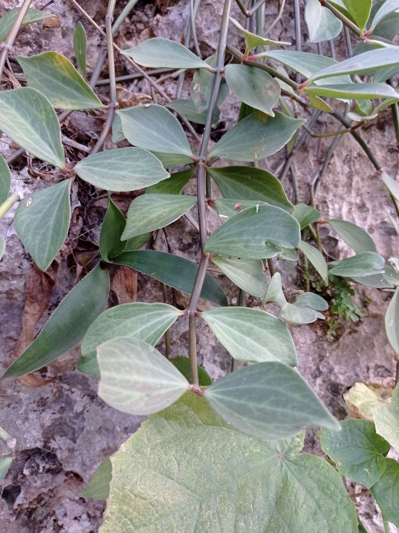 Image of Peperomia angustata Kunth