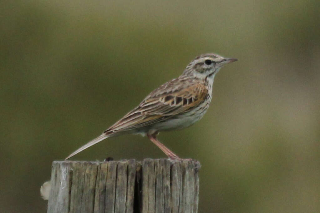 Image of Australian Pipit