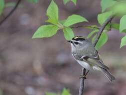 Image of Golden-crowned Kinglet