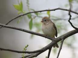 Image of Field Sparrow