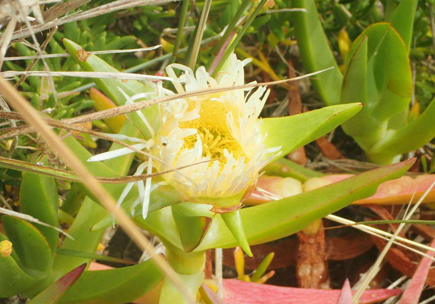 Imagem de Carpobrotus edulis subsp. edulis