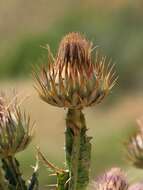 Image of Moor's Cotton Thistle