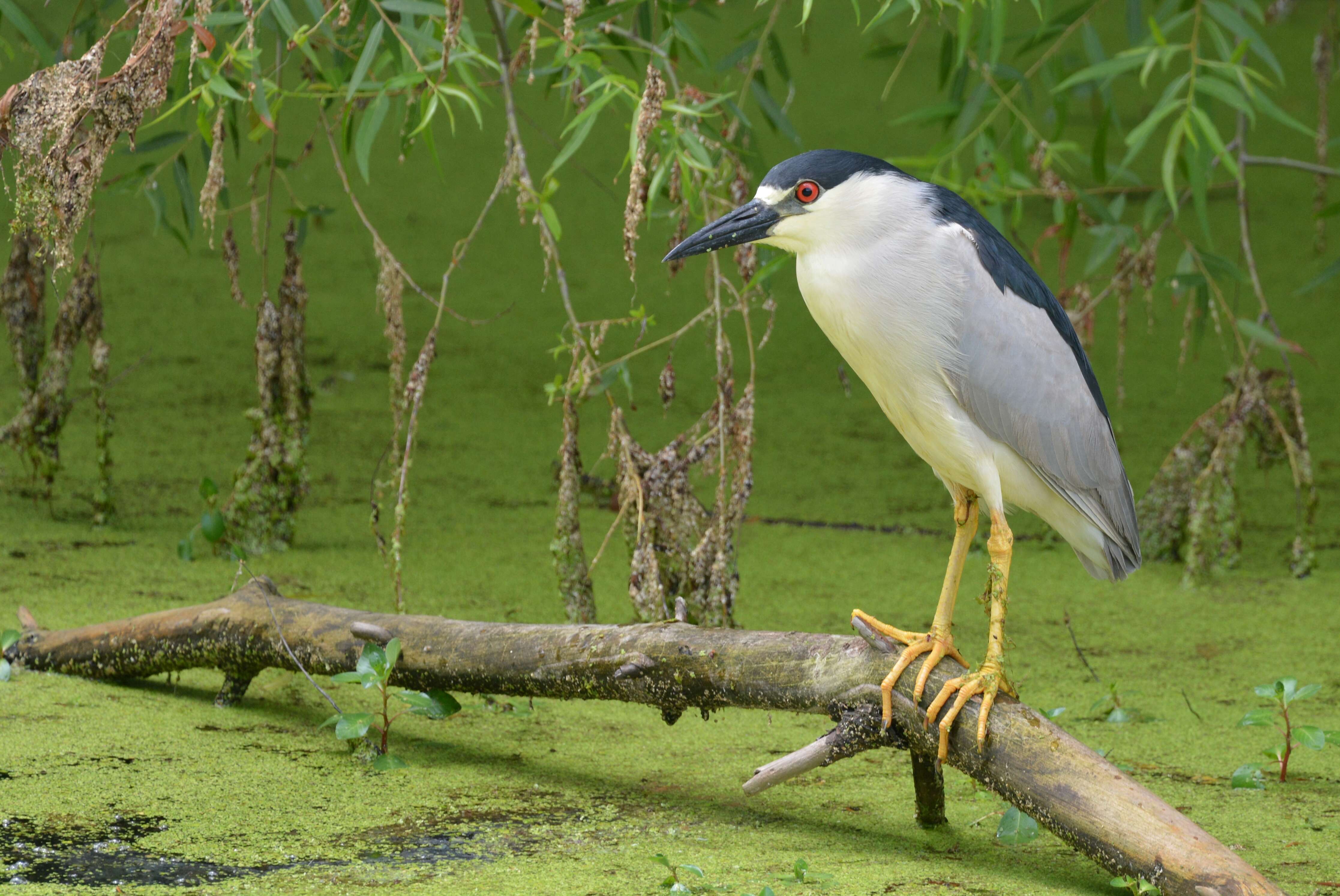 Image of Night Herons