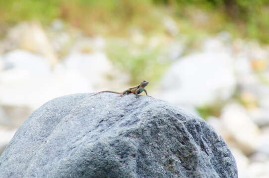 Image of Smith's Rosebelly Lizard