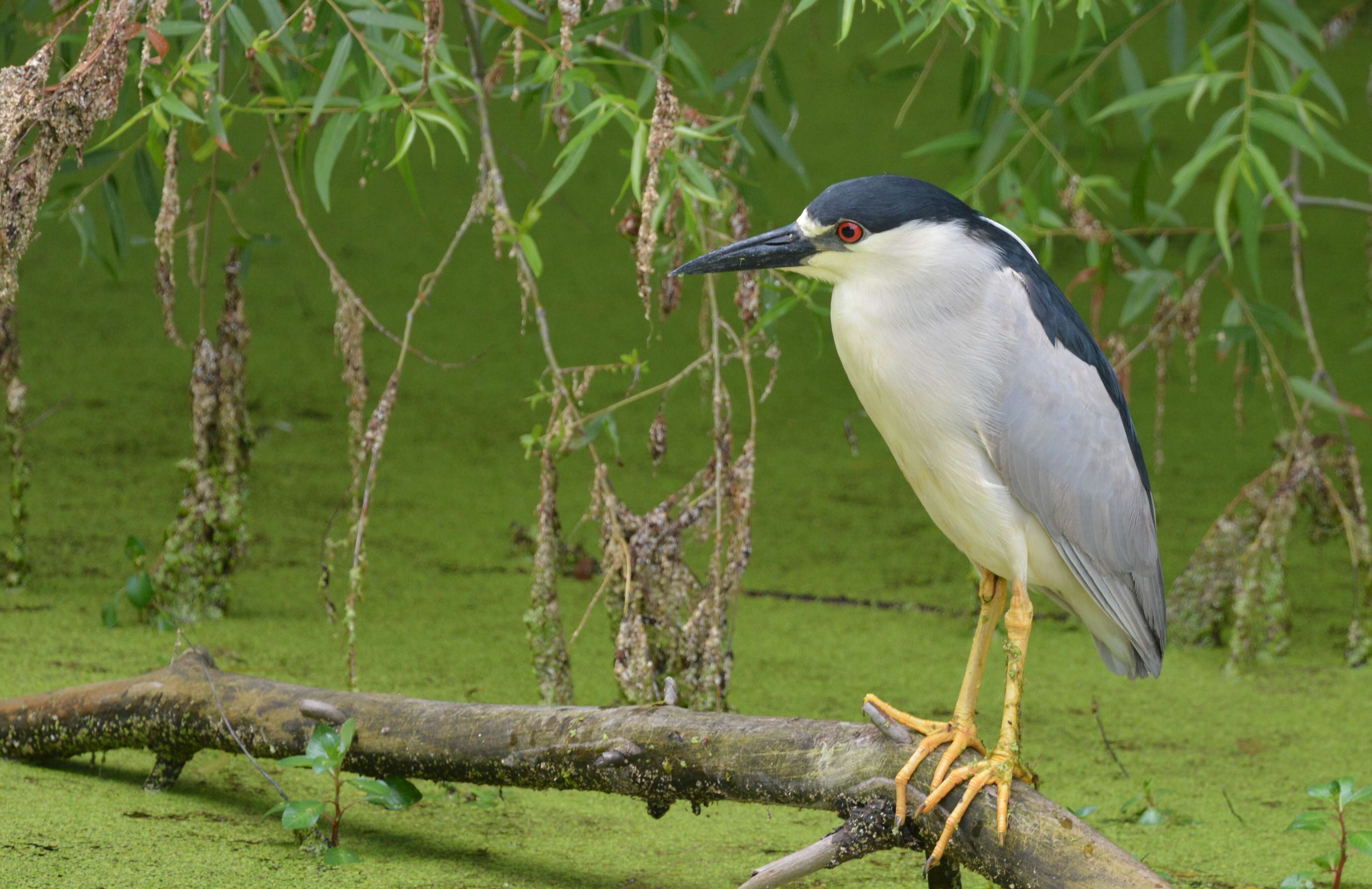 Image of Night Herons