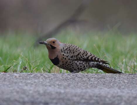 Image of Northern Flicker