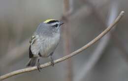 Image of Golden-crowned Kinglet