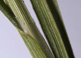 Image of quill sedge