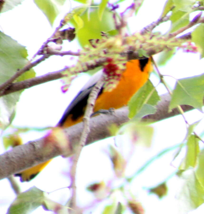 Image of Black-backed Oriole