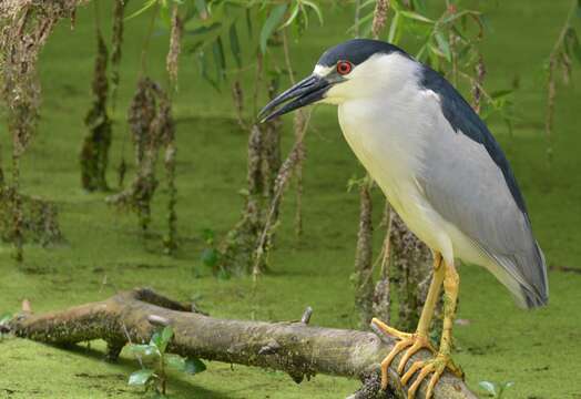 Image of Night Herons