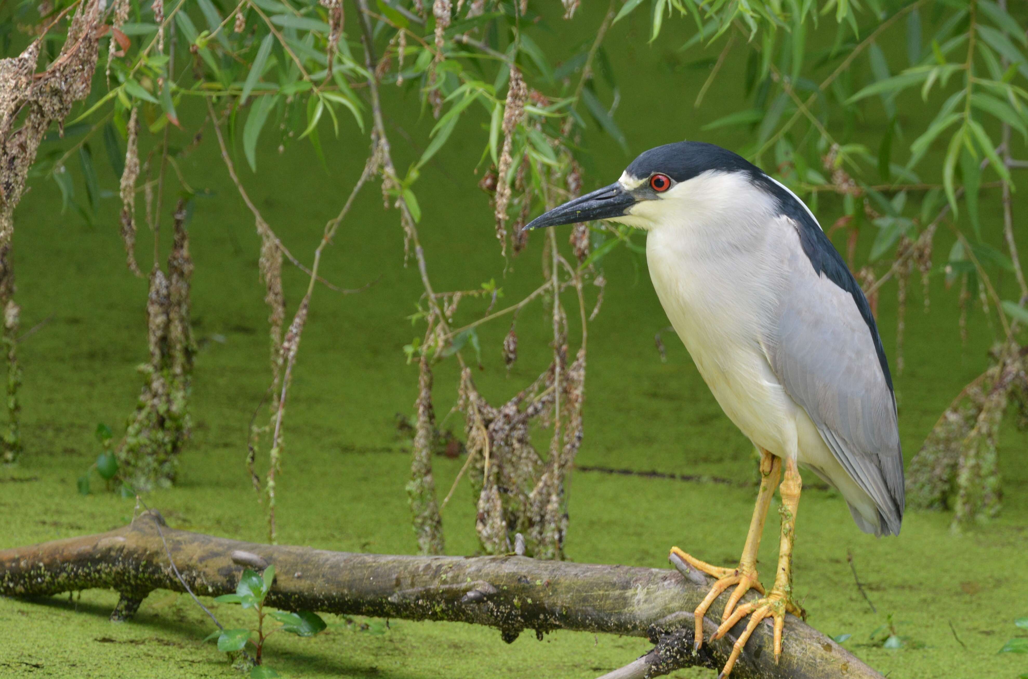 Image of Night Herons