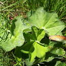 Image of Alchemilla obtusa Buser