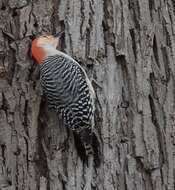 Image of Red-bellied Woodpecker