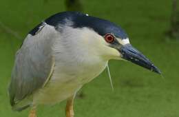 Image of Night Herons