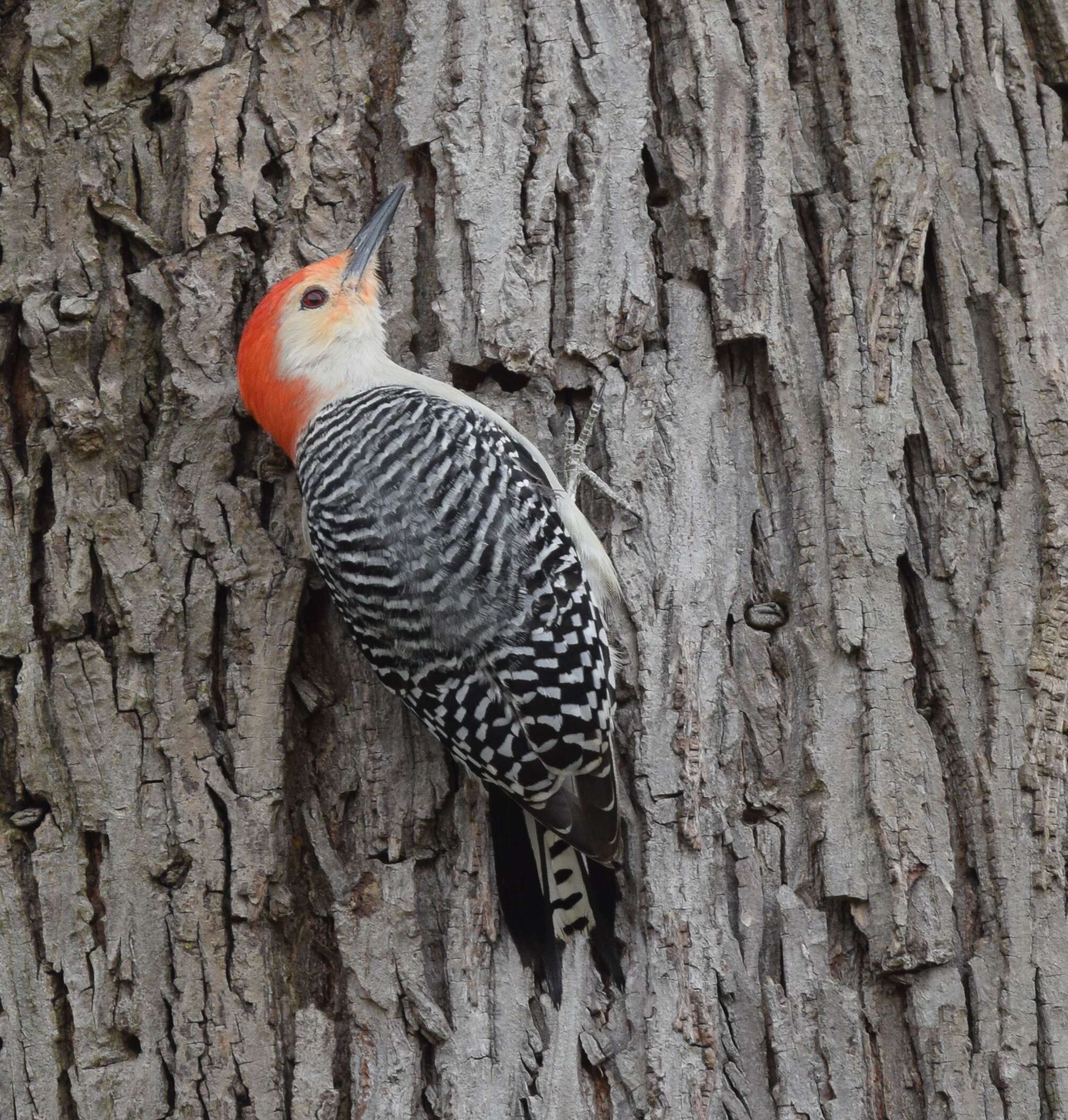 Image of Red-bellied Woodpecker