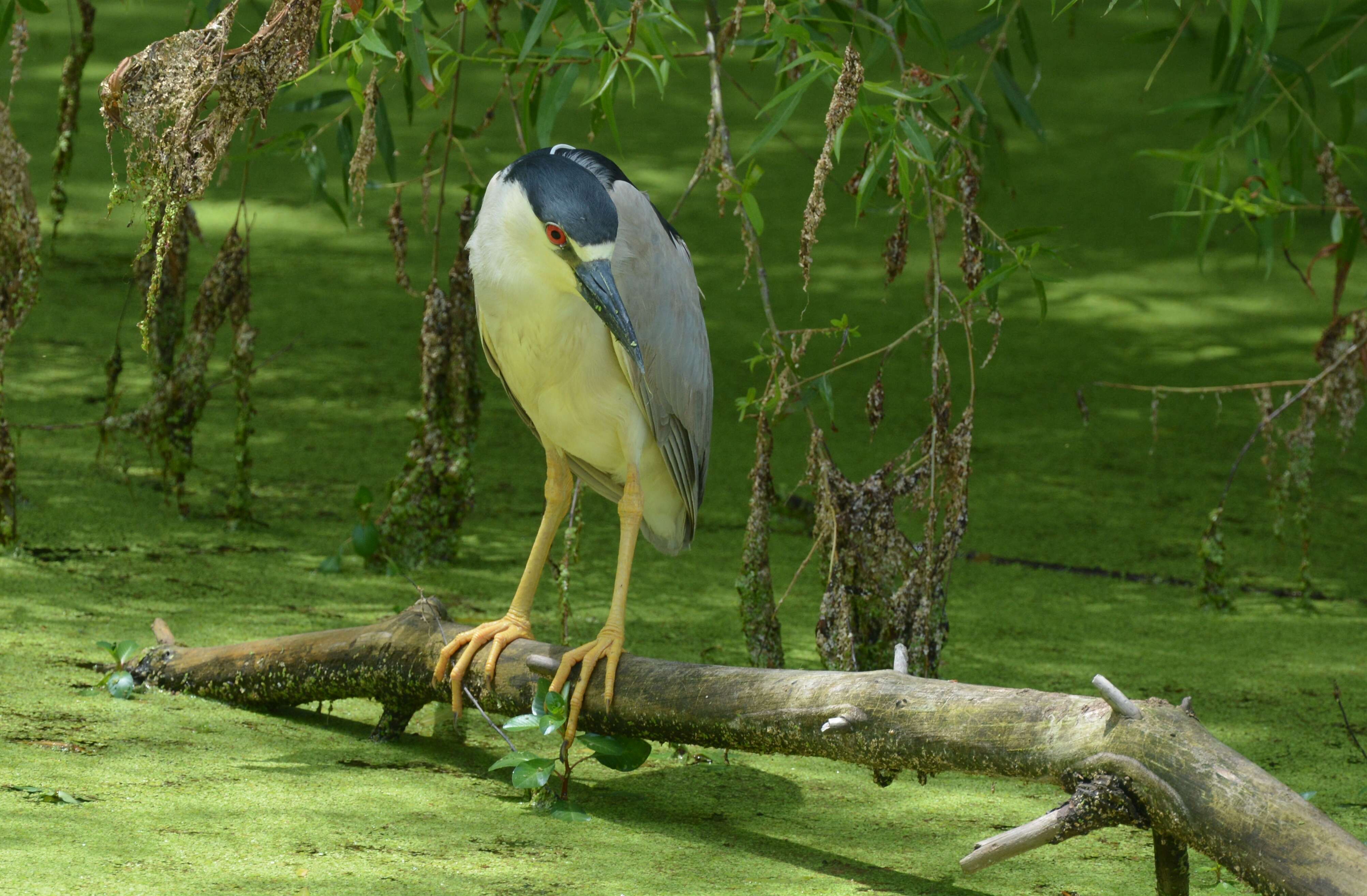 Image of Night Herons