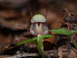 Image of Corybas vitreus Lehnebach