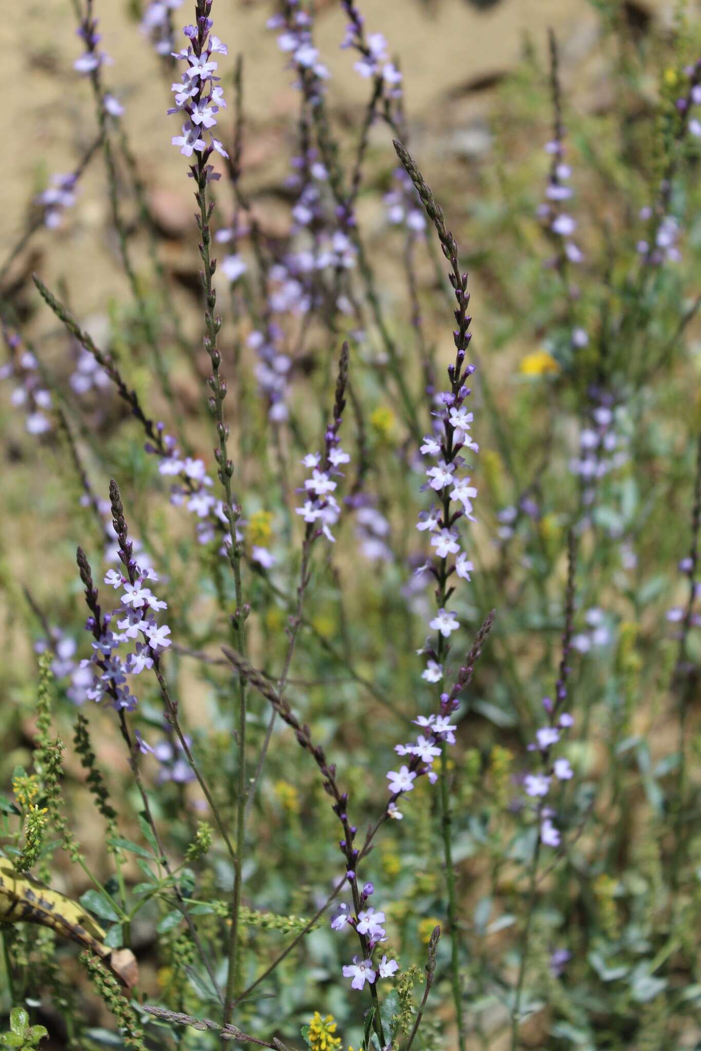 Image of mint vervain