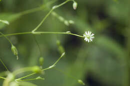 Imagem de Stellaria fenzlii Regel