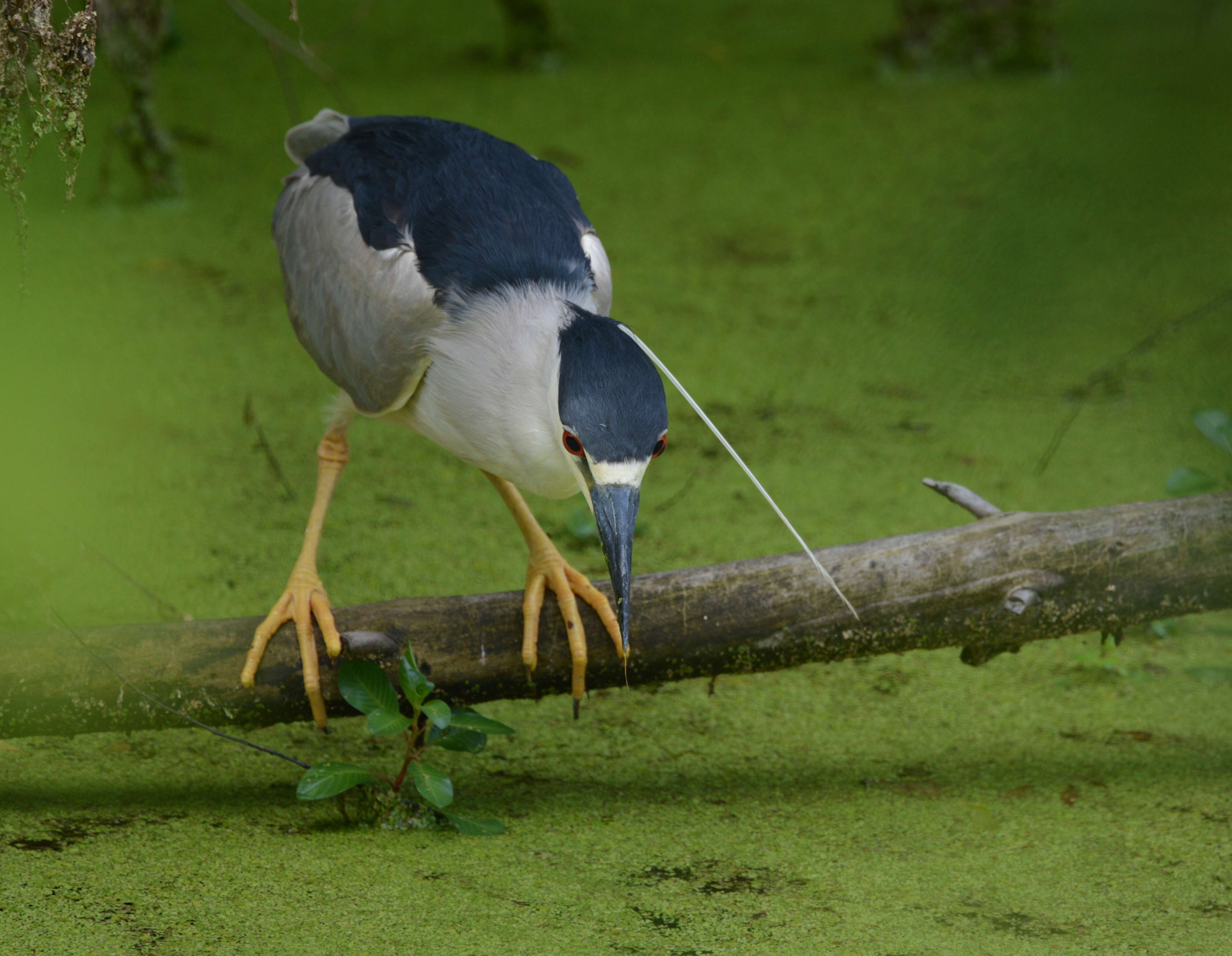 Image of Night Herons