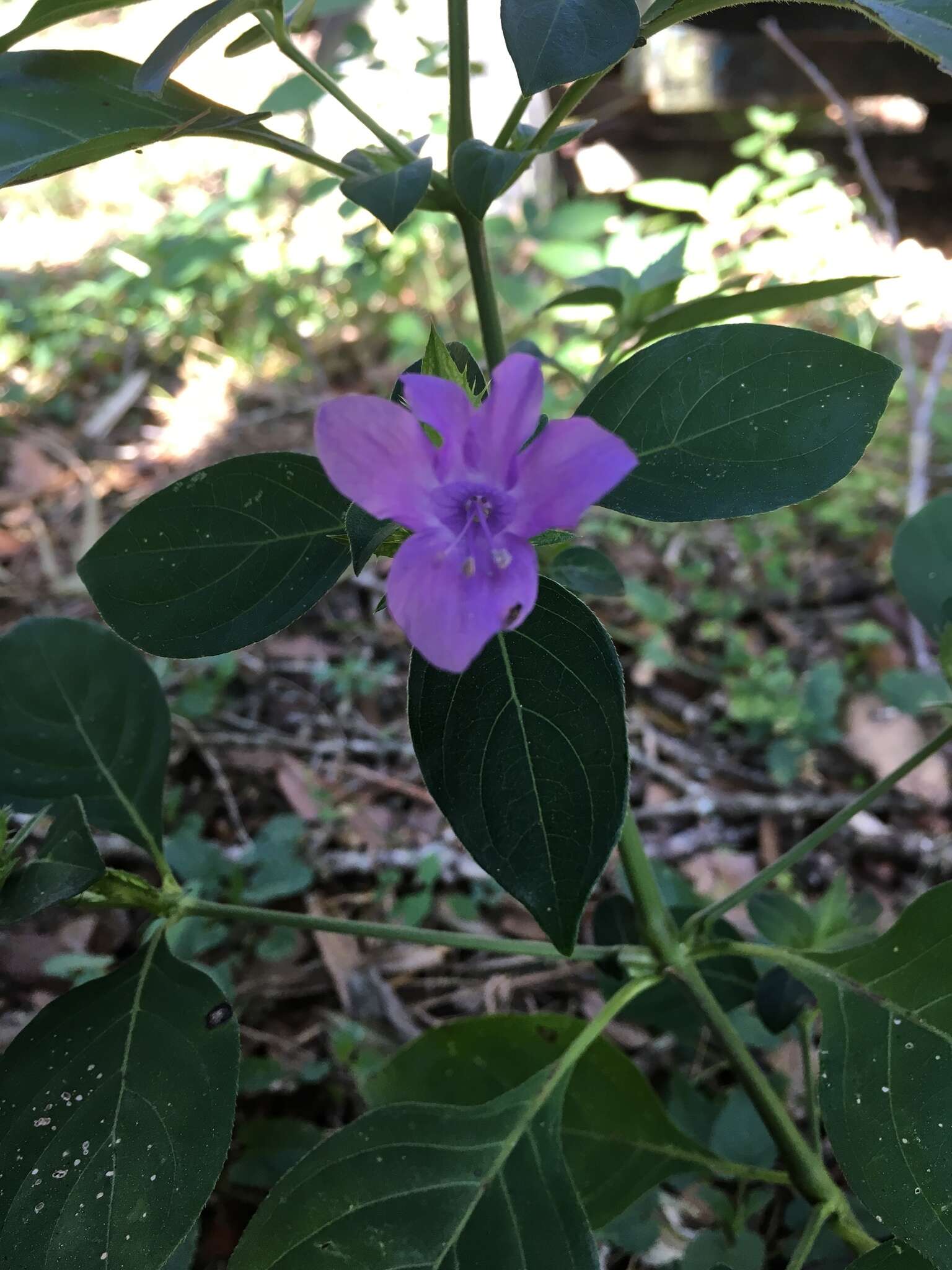 Image of crested Philippine violet