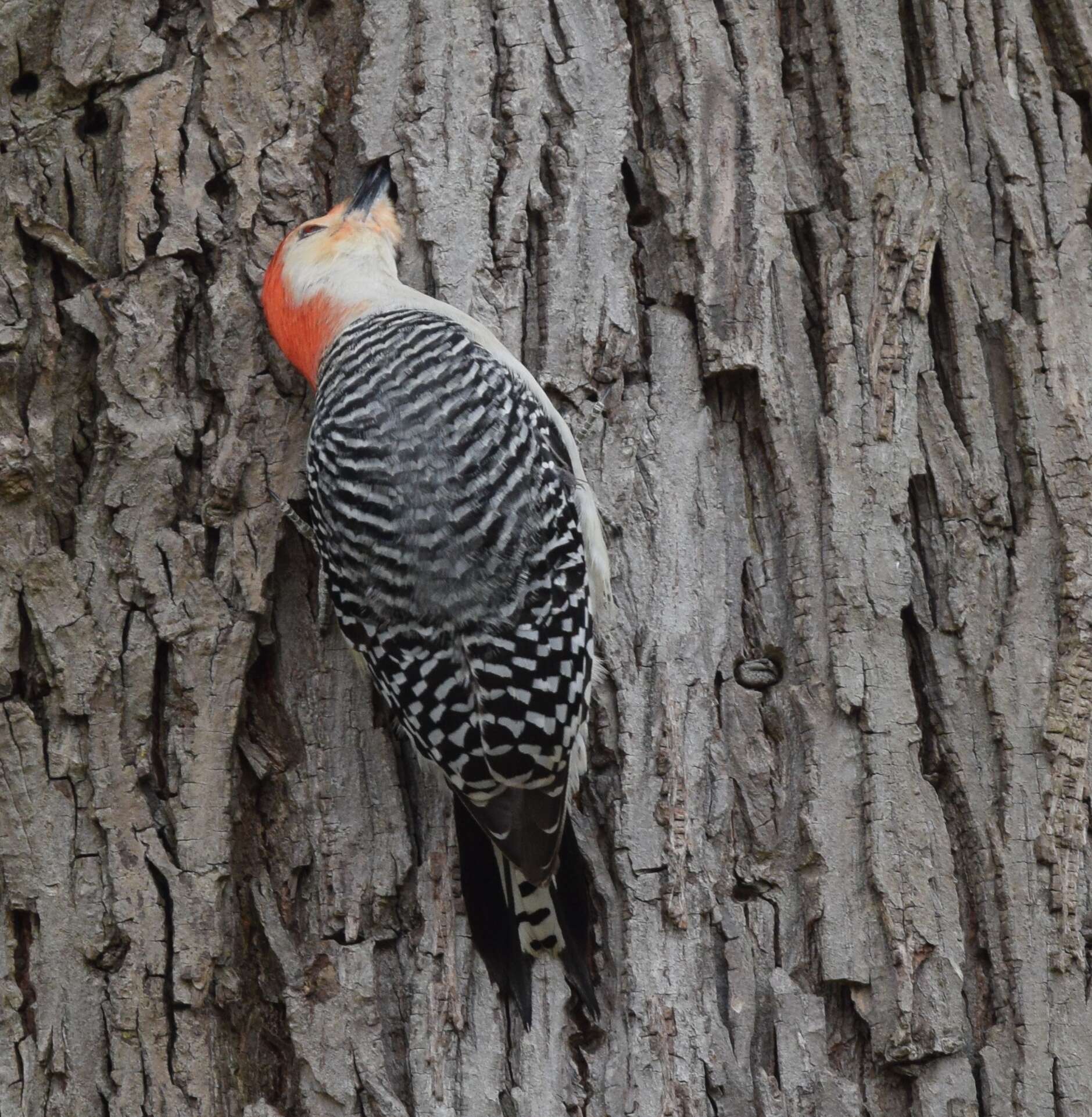 Image of Red-bellied Woodpecker