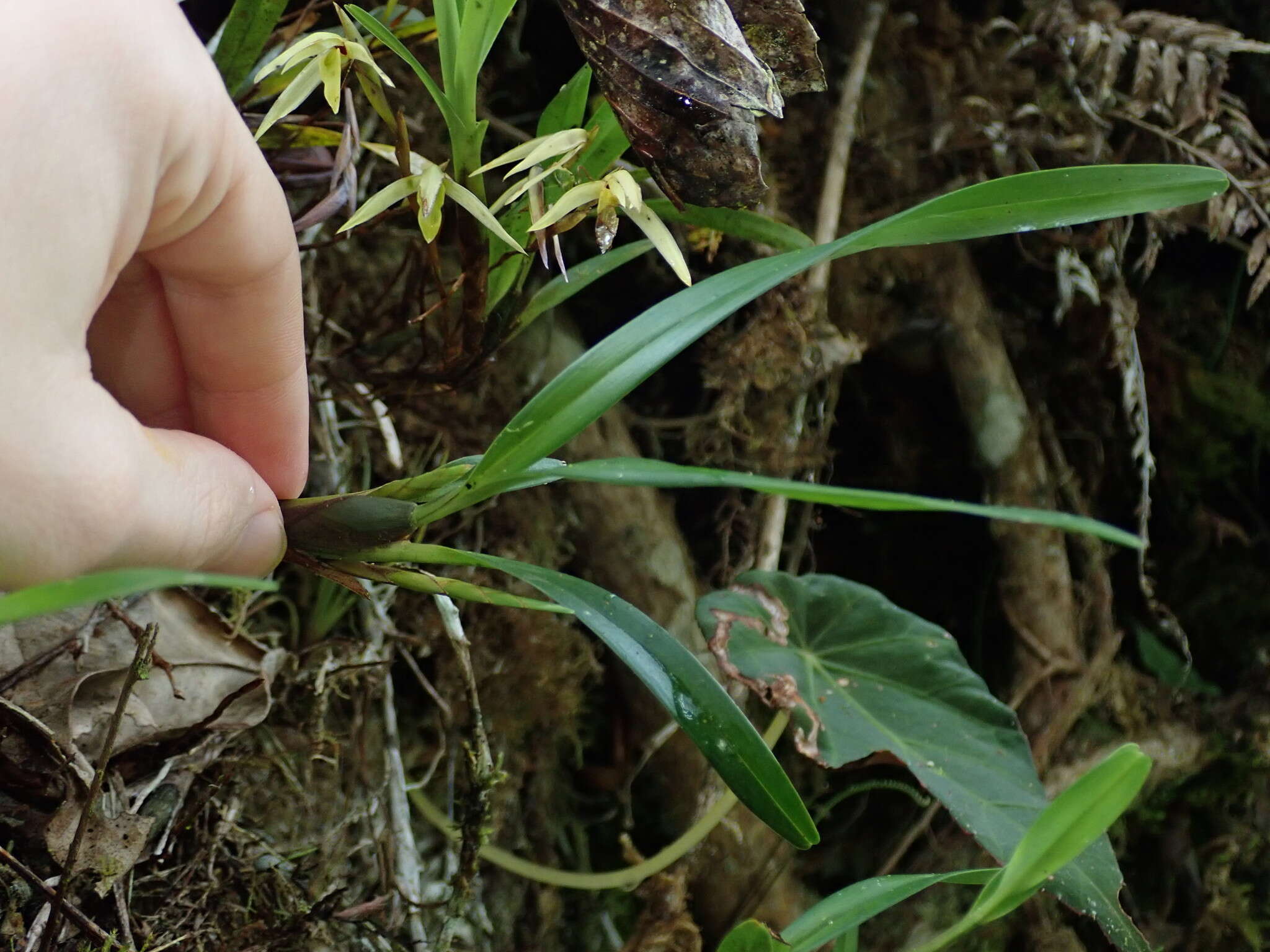 Image of Maxillaria acuminata Lindl.