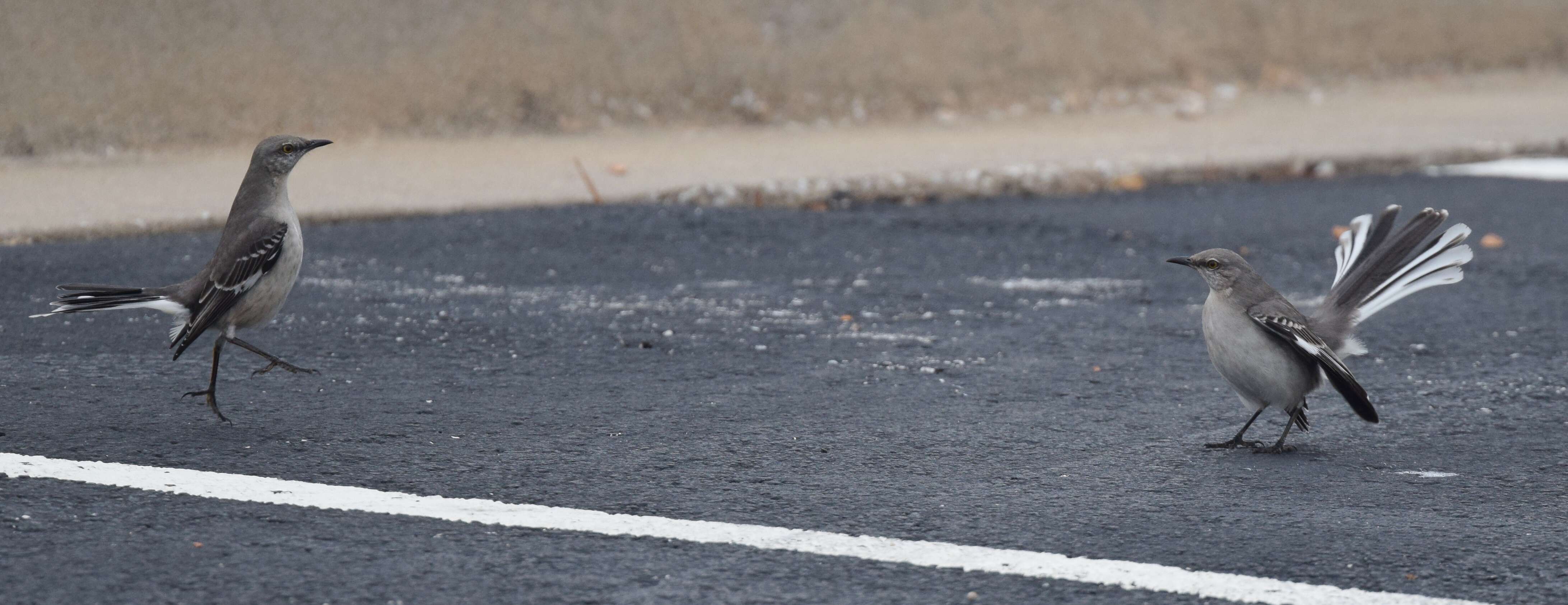 Image of Northern Mockingbird