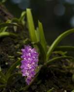 Image of Multi-flowered Aerides