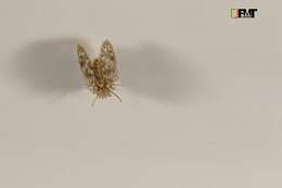 Image of Moth fly