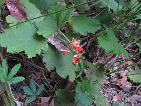 Image of Rubus alceifolius Poir.